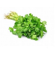 CILANTRO