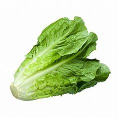 LECHUGA ROMANA LECHUGA ROMANA